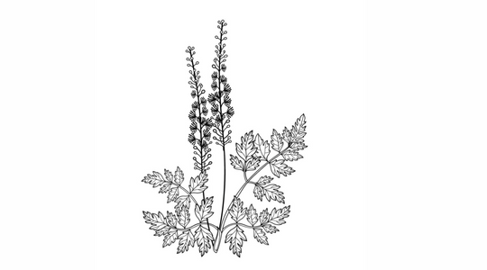 The Ellechemy Glossary: Black Cohosh in lube: a modern application of an ancient herb