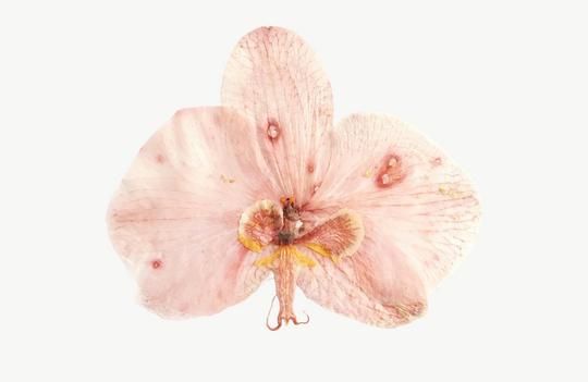 Understanding Vaginal and Clitoral Atrophy: Causes, Symptoms, and Treatment Options